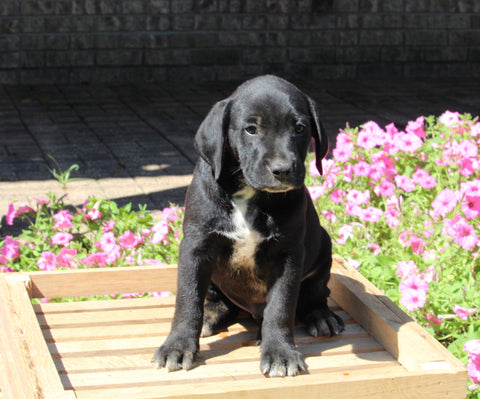 Dalmatian English Cream Goldens For Sale Holmesville OH Male-Ollie