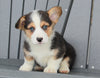 AKC Registered Pembroke Welsh Corgi For Sale Millersburg, OH Male- Cody