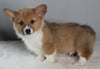 ACA Registered Pembroke Welsh Corgi For Sale Millersburg OH Male-Nicholas