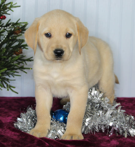 Labrador Retriever Mix For Sale Fredericksburg OH Male-Chance