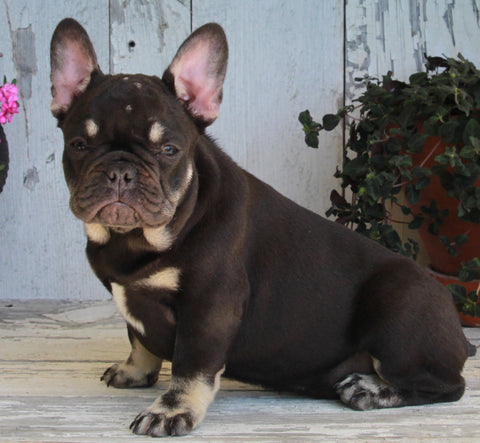 AKC Registered French Bulldog For Sale Millersburg OH -Female Coco