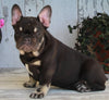 AKC Registered French Bulldog For Sale Millersburg OH -Female Coco