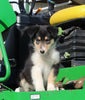 AKC Registered Collie Lassie For Sale Fredericksburg OH Female-Bonnie