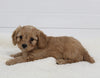 Cavapoo For Sale Fresno OH Female-Tiny