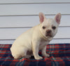 AKC Registered French Bulldog For Sale Millersburg OH Male-Winston