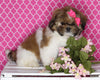 ACA Registered Shih Tzu For Sale Millersburg OH Female-Holly- Currently House Training!