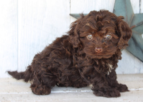 Cockapoo For Sale Millersburg OH Female-Chloe