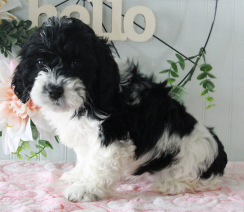 Cockapoo For Sale Holmesville OH Female-Callie