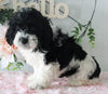 Cockapoo For Sale Holmesville OH Female-Callie