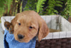 AKC Registered Golden Retriever For Sale Shreve OH Female-Amber