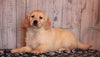 AKC Registered Golden Retriever For Sale Fredericksburg, OH Female-Brittany