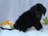 Medium F1B Labradoodle For Sale Millersburg OH Female-Heather