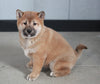 AKC Registered Shiba Inu For Sale Millersburg, OH Female- Shellie