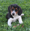 Beagle For Sale Sugarcreek OH Male-Skipper