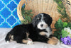 Bernedoodle For Sale Sugarcreek, OH Female- Bailey
