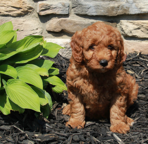 Mini Goldendoodle For Sale Sugarcreek OH Female-Remi