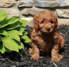 Mini Goldendoodle For Sale Sugarcreek OH Female-Remi