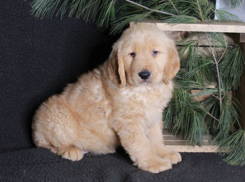 AKC Registered Golden Retriever For Sale Millersburg, OH Male- Ace
