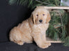 AKC Registered Golden Retriever For Sale Millersburg, OH Male- Ace