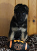 AKC Registered German Shepherd For Sale Millersburg OH Male-Mac