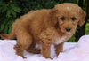 Mini Goldendoodle For Sale Millersburg OH Female-Pam