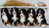 AKC Registered Bernese Moountain Dog For Sale Millersburg OH Female-Bonnie