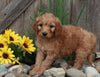Medium F1BB Goldendoodle For Sale Millersburg OH Male-Denver