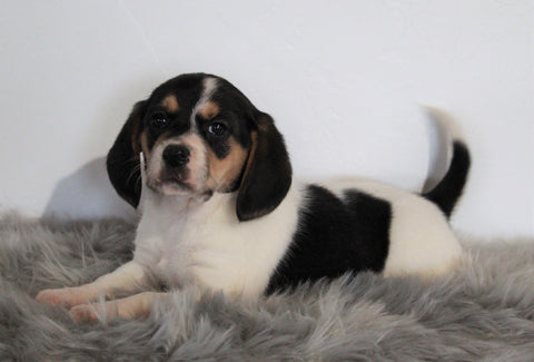Beagle For Sale Fresno, OH Male- Chester