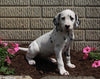 AKC Registered Dalmatian For Sale Holmesville OH Female-Sky