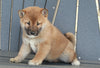 AKC Registered Shiba Inu For Sale Millersburg, OH Male- Alex