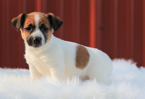 Jack Russell Terrier For Sale Fredericksburg, OH Female- Bailey