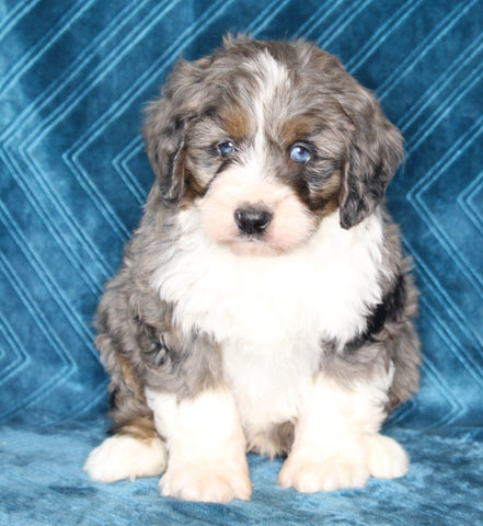 Mini Bernedoodle For Sale Dundee OH Male-Tucker