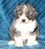 Mini Bernedoodle For Sale Dundee OH Male-Tucker