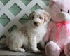 AKC Registered Standerd Poodle For Sale Millersburg OH Female-Darcy
