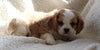 Cavachon For Sale Applecreek OH Male-Prince