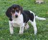 Beagle For Sale Sugarcreek OH Male-Skipper