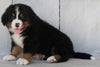 AKC Registered Bernese Mountain Dog For Sale Millersburg OH-Male Donnie