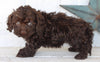 Cockapoo For Sale Millersburg OH Female-Chloe