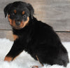 AKC Registered Rottweiler For Sale Applecreek OH -Female Willow