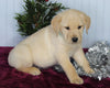 Labrador Retriever Mix For Sale Fredericksburg OH Male-Chance