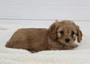 Cavapoo For Sale Fresno OH Female-Tiny