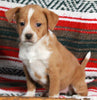 Mountain Cur For Sale Fredericksburg OH Female-Chanel