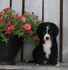 Mini Bernedoodle For Sale Sugarcreek OH Male-Skyler