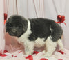 AKC Registered Newfoundland For Sale Millersburg OH Male-Tarzan