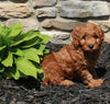 Mini Goldendoodle For Sale Sugarcreek OH Female-Remi