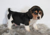 Beagle For Sale Fresno, OH Male- Prince