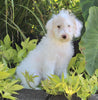 F1B Medium Labradoodle For Sale Millersburg OH Female-Flurry