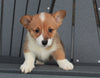 AKC Registered Pembroke Welsh Corgi For Sale Millersburg, OH Female- Beverly