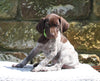 AKC Registered German Shorthaired Pointer For Sale Fredericksburg OH Female-Ammo