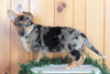 German Shepherd Mix For Sale Millerburg OH Male-Wendall